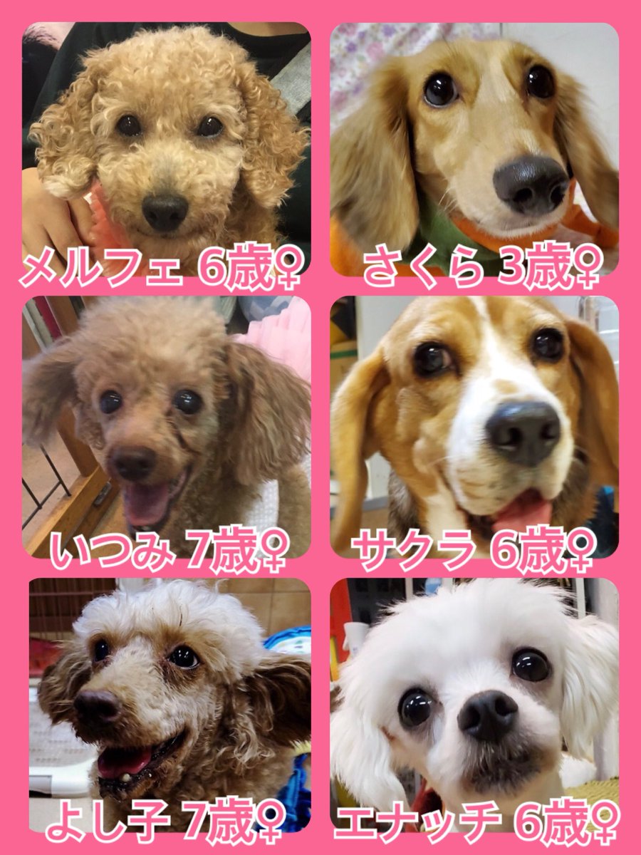 🐾今日の里親様募集中ワンコ🐶メンバーです🐾2019,10,5